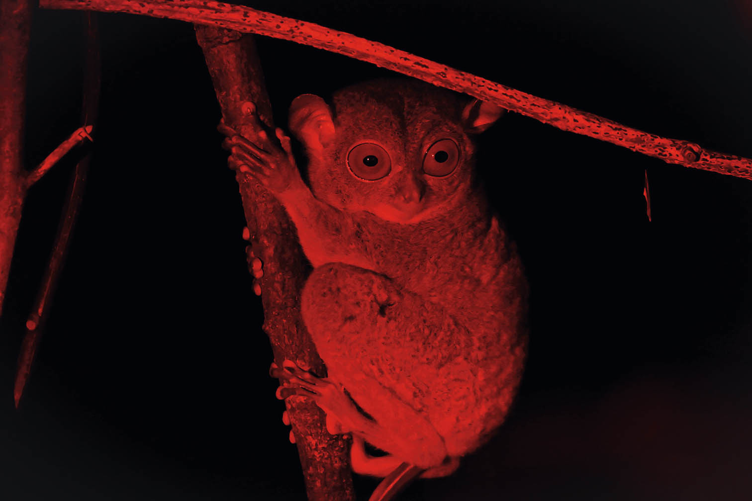 夜行婆罗洲雨林