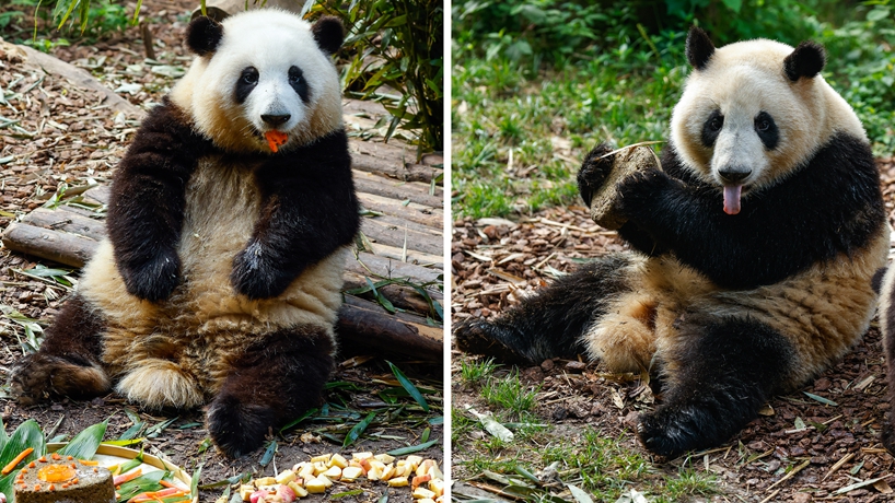 大熊猫龙凤胎姐弟“和花”“和叶”生日会