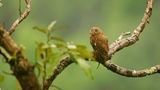 神奇动物在云南丨夏日石梯雨林 邂逅鸟类小精灵