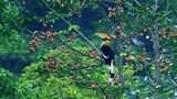 神奇动物在云南丨夏日石梯雨林 邂逅鸟类小精灵